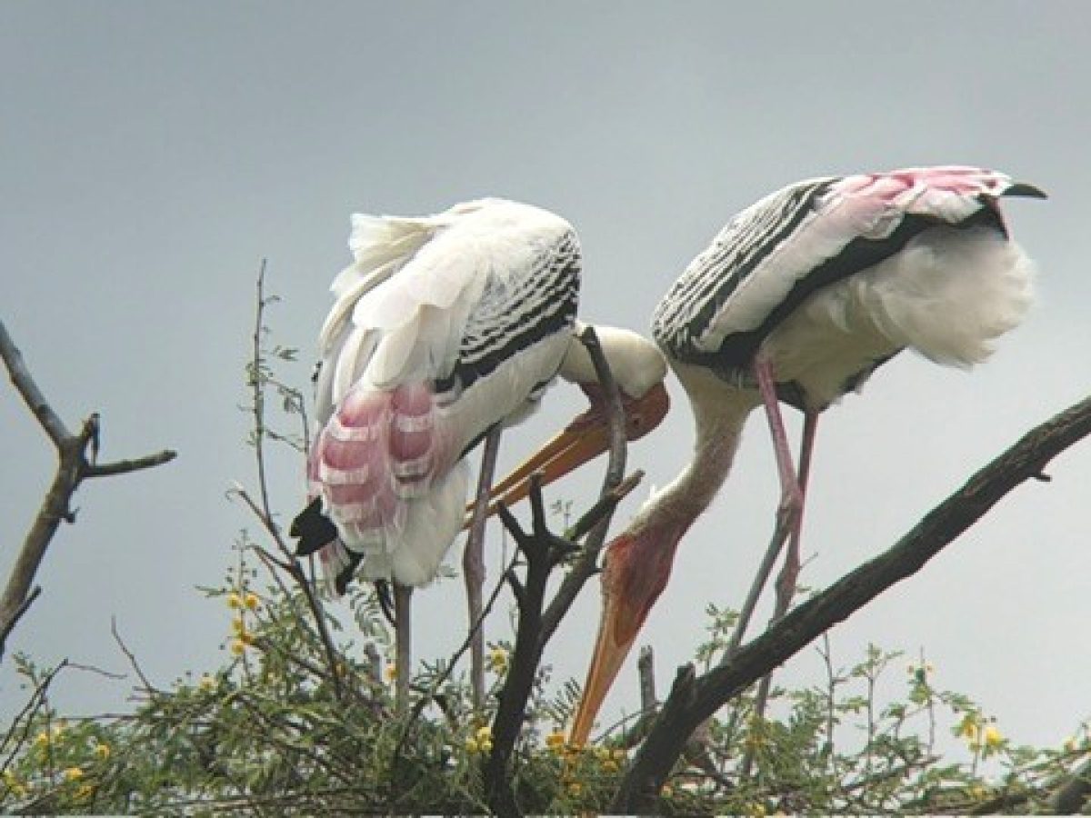 OOIEVAARS IN KEOLADEO