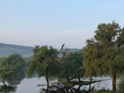 RANTHAMBORE NP 1