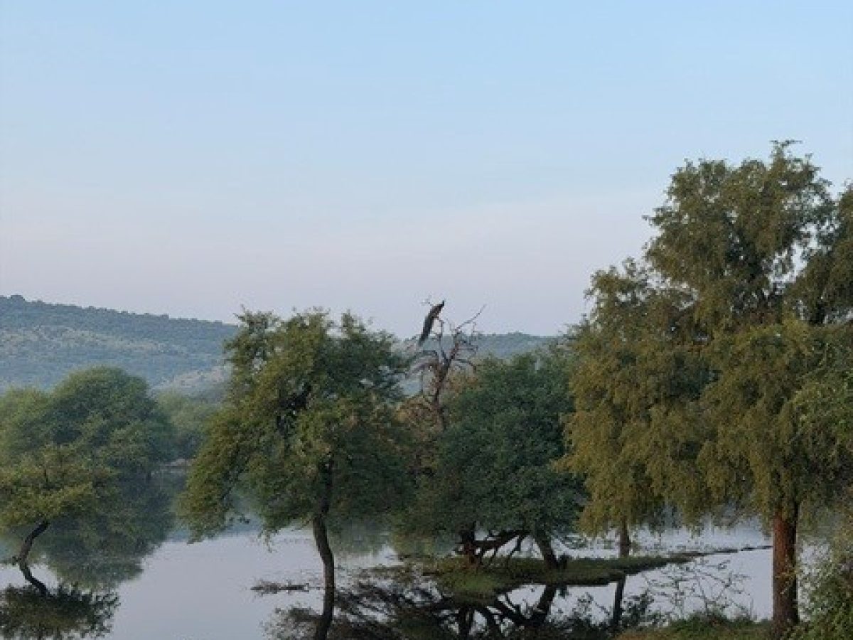 RANTHAMBORE NP 1